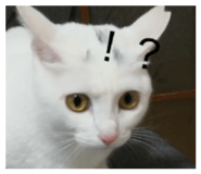 826556709