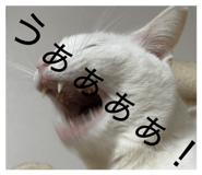 826556711