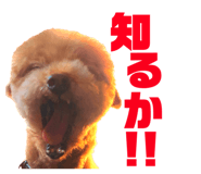 826630041
