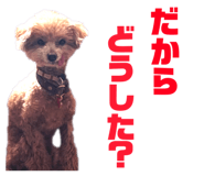 826630042
