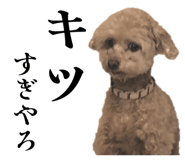 826630050