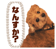 826630055