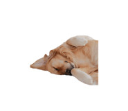 826634686