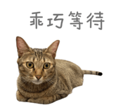 826646243