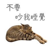826646251