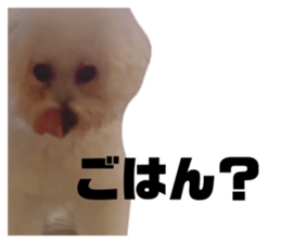 826647526