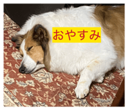 826653777