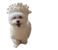 826668090