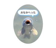 826670851