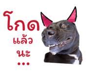 826680946
