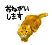 826693437