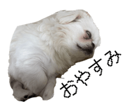 826704022