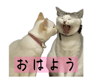 826725529