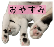 826725533