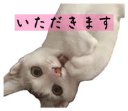 826725538