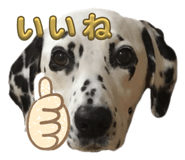 826787647
