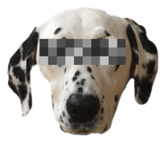 826787666