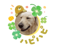 826866820
