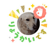 826866822
