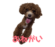 826998291