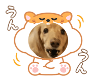 827025700