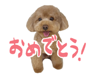 827177556