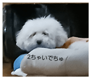 827183885
