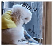 827183886