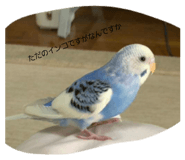 827183887