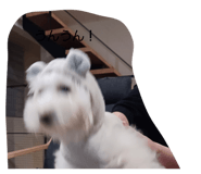 827183888