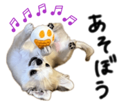 827203988