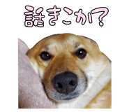 827205429