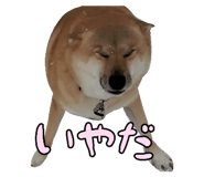 827205434