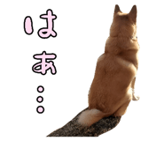 827205436