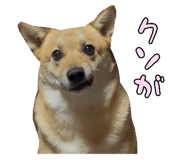 827205443