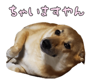 827205456
