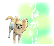827215555