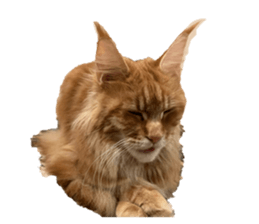 827256316