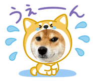 827291227