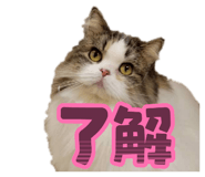 827335585