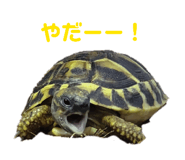 827517464
