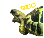 827517466