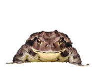 827517482