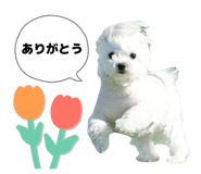827561154