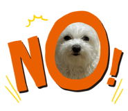 827561156
