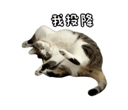 827580811