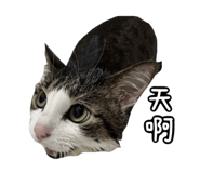 827580832