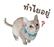 827617202