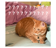 827619799