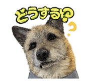 827680557